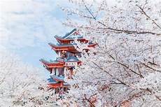 日本最大的樱花服务器是哪个